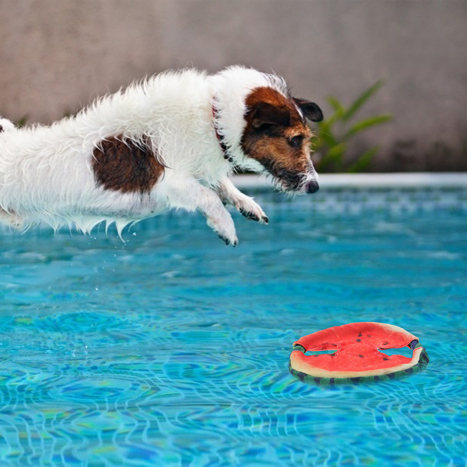 لعبة تدريب الحيوانات الأليفة خ - مراجعة Flying Disc Dog Training Toy وسعره